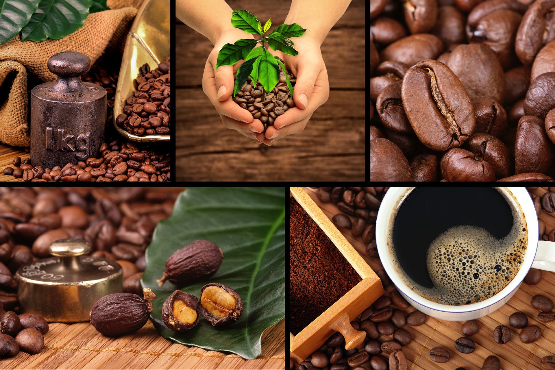 Sulawesi Kalossi Coffee